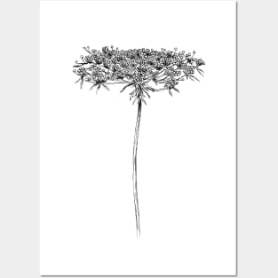 Queen Anne Lace Drawing Posters and Art